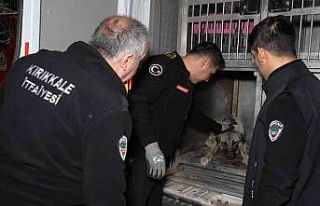 Sirenler bu kez yaralı köpek için çaldı