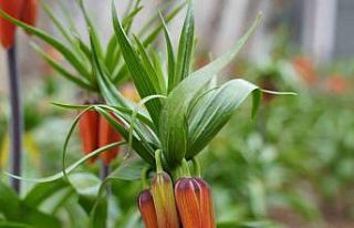 Şırnak’ta "ters laleler" açtı: Koparana...