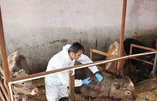 Sivas’ta şap aşılama kampanyası devam ediyor