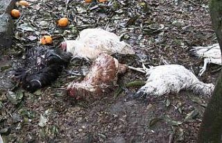 Sokak köpekleri kümeste katliam yaptı