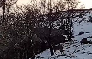 Sürü halinde geziyorlar: Avlama cezası 650 bin...