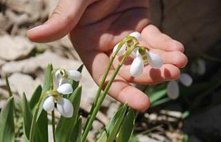 Toros Dağlarının beyaz gelinliği kardelenler yüzünü...