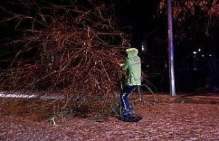 Trafik polisleri yola devrilen ağaç için seferber...