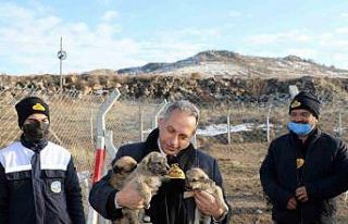 Türkiye’ye örnek ‘Pati Evi’ Talas’ta