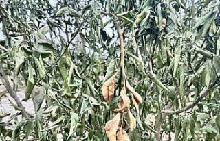 Üreticilere zirai don uyarısı