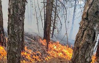 Uşak’ta ormanlık alanda çıkan yangın büyümeden...