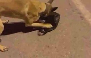 Uyuşturucu tacirleri ETA’dan kaçamadı