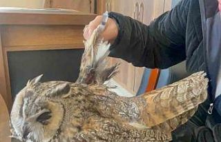 Van’da bulunan yaralı baykuş koruma altına alındı