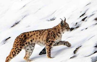 Vaşak köye inip, yiyecek aradı