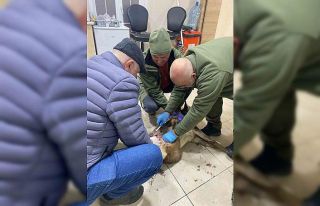 Yaralı karacaya yardım eli