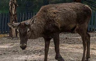 Yaralı olarak fabrikaya sığınan geyik emin ellerde