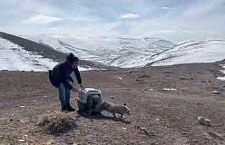 Yaralı tilki tedavisinin ardından doğaya bırakıldı