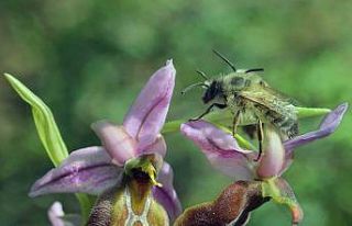 Yok olmanın eşiğindeki ‘Likya salebi’ne koruma