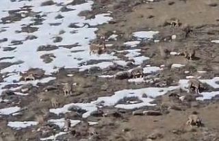 Yüksekova-Van Arası Dağ Keçileri