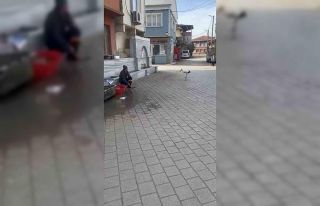 Yusuf dayının leyleği ’Bilal’ bu yıl da geldi