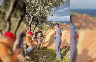 Zeytin hırsızlığına dikkat çekildi