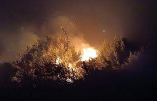 Zeytinlik alan alevlere teslim oldu