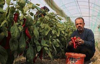 Zirai don sonrası turfanda hasat edilen kapya biber...