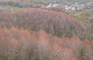 Zonguldak ormanları ilkbaharı renkleriyle karşılıyor