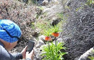 2 bin 900 rakımdaki ters laleleri görmek için geldiler