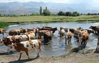 60 bin TL maaşla çoban bulamayınca çözümü nöbetleşmekte...