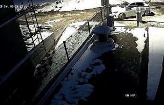 Aç kalan tilki Bolu sokaklarına indi