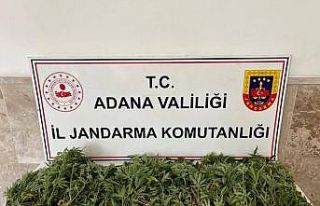 Adana’da 712 kök Hint keneviri ele geçirildi