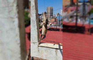 Adana’da tel örgülerde mahsur kalan kediyi itfaiye...