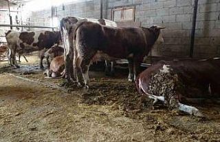 Ahırda dehşet: Onlarca büyükbaş hayvan akıma...