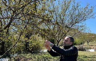 Akçadağ’da zirai don kayısıyı vurdu
