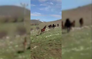 Akdağ’da yılkı atları araçların önüne çıktı,...