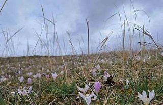 Akyaka’da kardelenler görsel şölen sunuyor