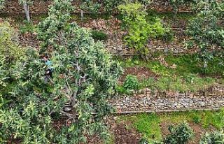 Alanya’da muşmula hasadı başladı
