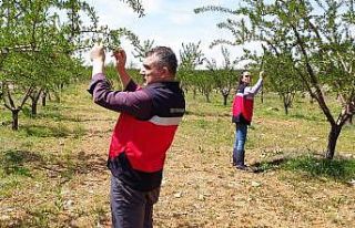 Altıntaş’ta zirai don kontrolleri