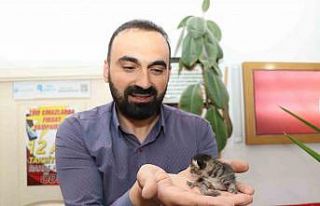 Anne kedi yavrusunu çekmecede doğurdu