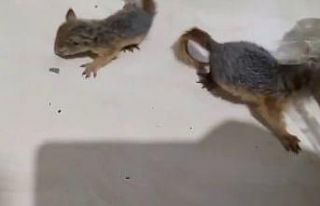 Antalya’da 2 yavru sincap otogar kargosunda yakalandı