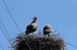 Arpaçay’a gelen leylekler 70 yıldır aynı yuvayı...
