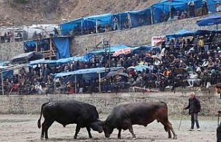 Artvin’de ilkbaharın habercisi boğa güreşleri...