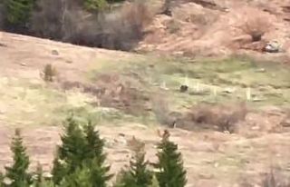 Artvinli gençler ayıyı çaya davet etti