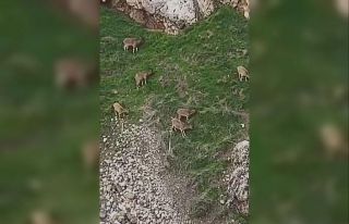 Avlanması halinde 650 bin lira cezası olan dağ...