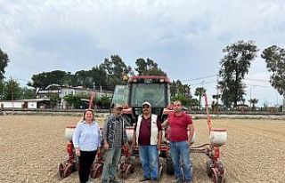 Aydın’da beyaz altın toprakla buluştu: Pamuk...