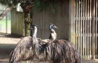 Bahar geliyor emular yazlık tüylere geçiyor