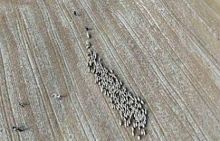 Baharın gelişiyle Bayburt’ta koyunlar yeniden...