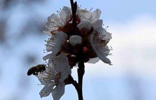 Bal arıları özgürlüğüne kavuştu