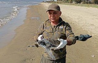 Balıkçı ağlarına takılan deniz kaplumbağası...