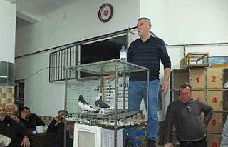 Balıkesir’de güvercin meraklıları buluştu