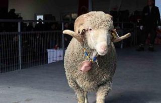 Bandırma’da damızlık koç satışında 246 bin...