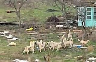 Başıboş sokak köpekleri Sazova’da korku saçıyor