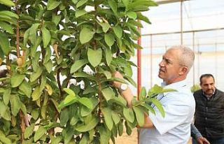 Başkan Özçelik: "Tropikal meyve seramız tarımsal...