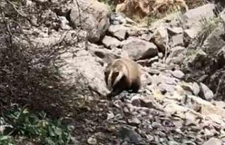 Batman’da ’porsuk’ görüntülendi